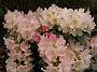 Rhododendron yak Percy Wieseman
